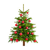   Christmas, Christmas Tree
