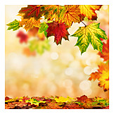   Copy space, Autumn, Autumn leaves, Maple tree