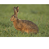   Wildlife, Hare