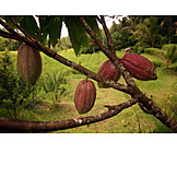   Cocoa fruit, Cocoa tree