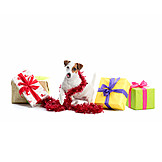   Weihnachten, Hund, Geschenk