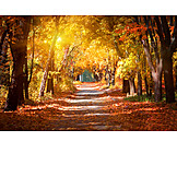   Park, Autumn, Tree Alley