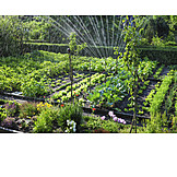   Garten, Beet, Sprinkler, Schrebergarten