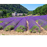   France, Lavender field, Senanque