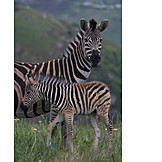   Tierfamilie, Zebra