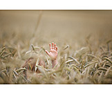   Boy, Child, Hiding, Wheat Field