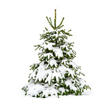   Snow, Christmas Tree