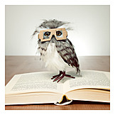   Education, Reading, Owl, Educated