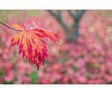   Jahreszeit, Herbstblatt, Herbstfärbung