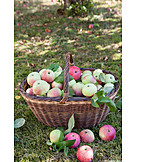   Apfelernte, Streuobstwiese, Bioobst
