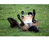   Enjoyment & Relaxation, Horse