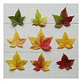   Fall colors, Maple tree, Leaf