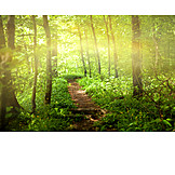   Nature, Forest, Path, Path