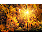   Herbst, Herbstwald, Laubwald