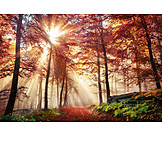   Wald, Herbst, Lichtstrahlen