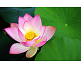   Water lily