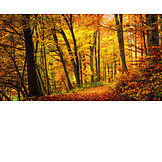   Herbst, Laubwald, Goldener Herbst