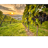   Vineyard, Viticulture, Beutelsbach