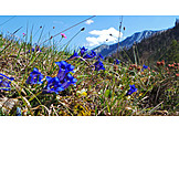   Alpenblume, Enzian, Gebirgsenzian