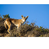   Wildlife, Kojote