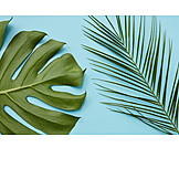   Palm leaf, Leaf, Monstera