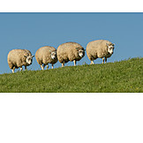   Schafe, Deichschaf