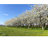   Kirschbaum, Frühling, Obstbaum, Obstanbau, Obstwiese