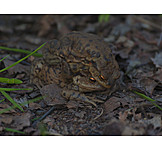   Mating, Toad
