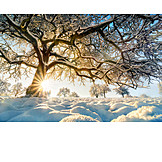   Tree, Winter, Sunbeams