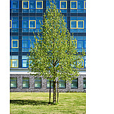   Architektur, Baum, Bürogebäude