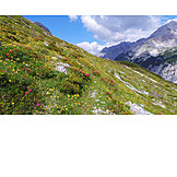   Frühling, Alpenrose, Bergwiese, Karwendelgebirge