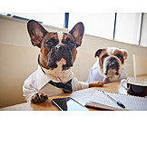   Meeting, Geschäftsbesprechung, Bulldogge