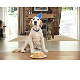   Birthday, Labrador, Birthday Cake