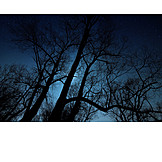   Bäume, Nachthimmel