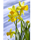   Daffodil