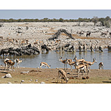   Drinking, Waterhole, Etosha National Park, Wildlife