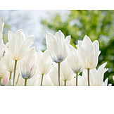   Weiß, Tulpen