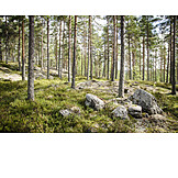   Coniferous, Finland