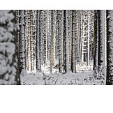   Tree trunks, Winter forest