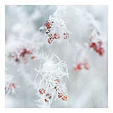   Frozen, Rime, Ice crystal