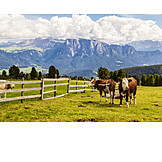   Cows, South tyrol, Pastures