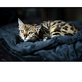   Cat, Leopard Cat