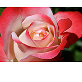   Rose, Rosenblätter, Rosenblüte