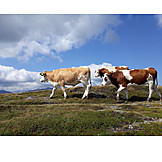   Cows, Alp