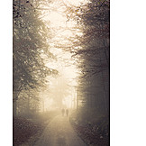   Fog, Autumn forest, Walk