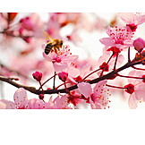   Frühling, Honigbiene, Mandelblüte
