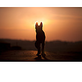   Silhouette, Dog, Sunset