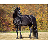   Horse, Black Horse