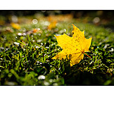   Maple leaf, Autumn leaf