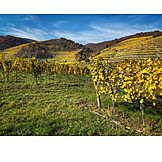   Agriculture, Vineyard, Viticulture
